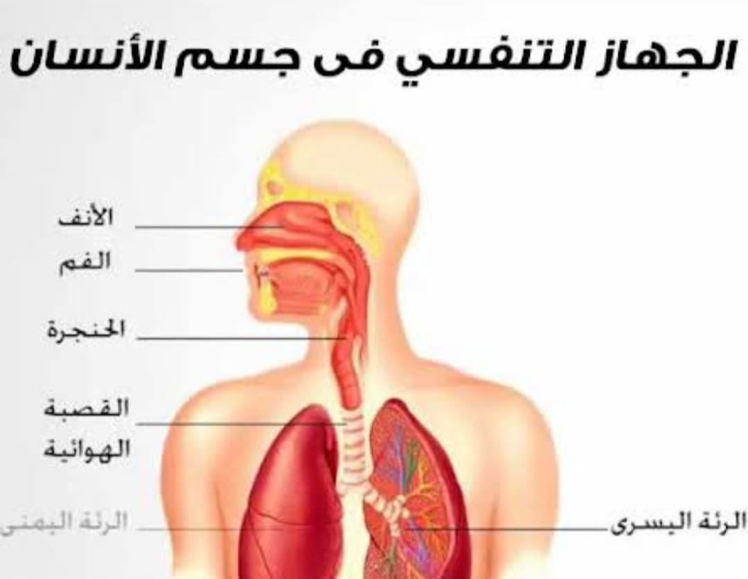 دور الجهاز التنفسي واهميته في جسم الإنسان