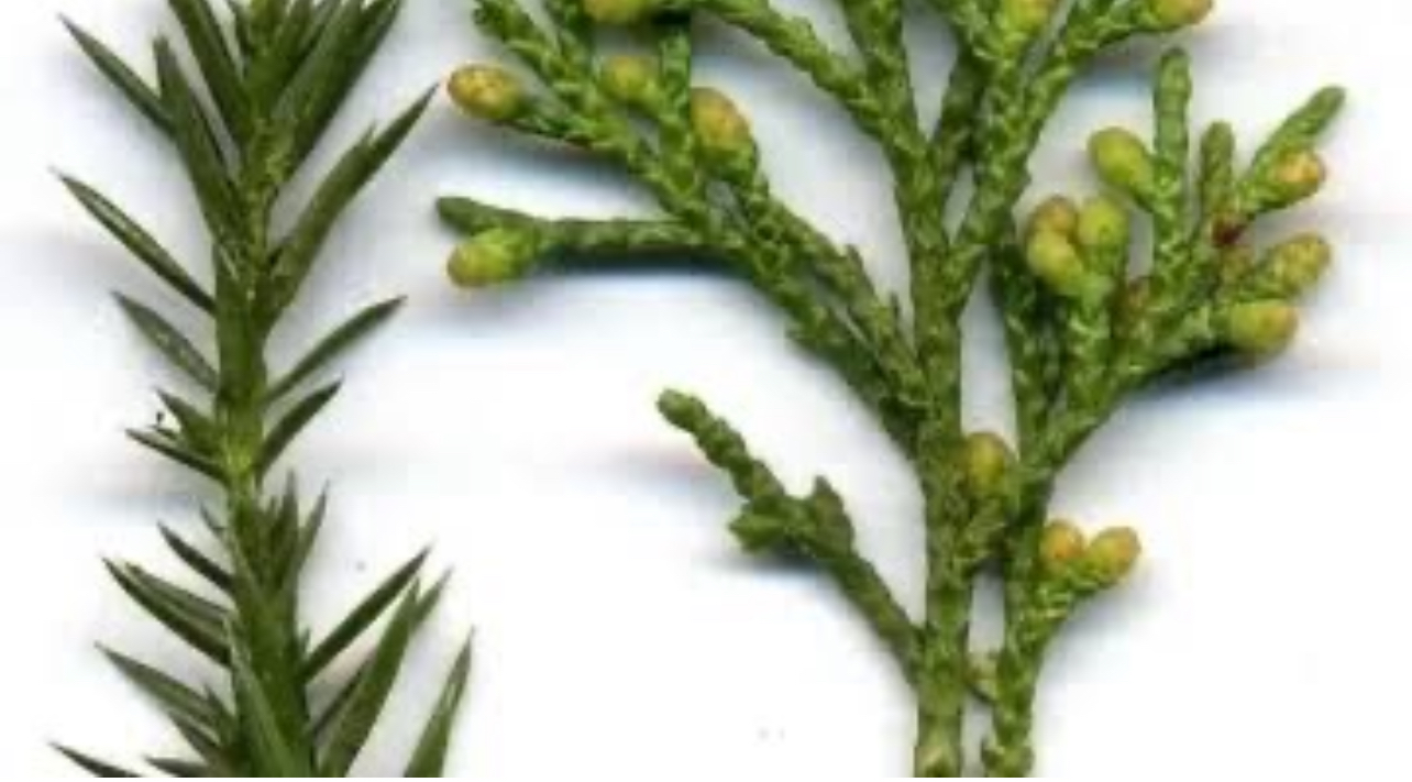 معجزة من الطبيعة