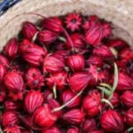 معجزة من الطبيعة: نبتة تعزز التركيز وتصلح تلف الدماغ وتحارب الزهايمر والخرف والسرطان