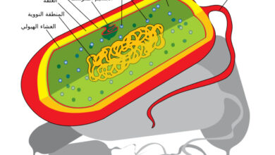 شرح الوحدة الأساسية للإنسان وهي الخلية