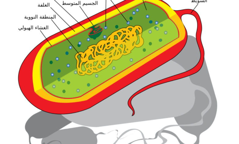 شرح الوحدة الأساسية للإنسان وهي الخلية