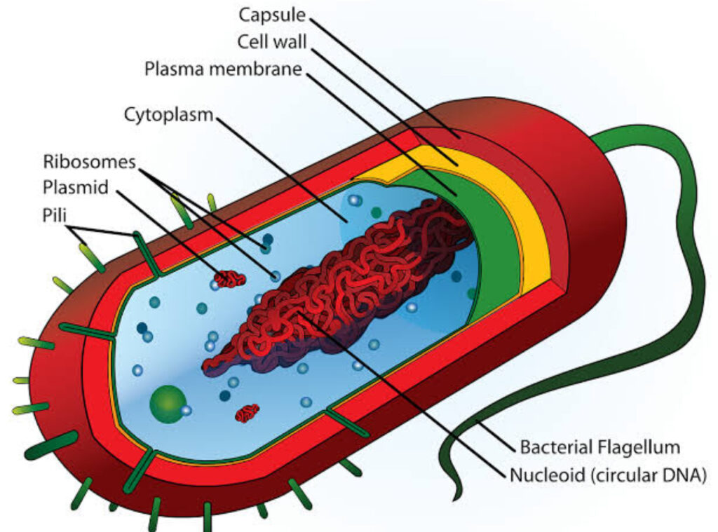 شرح الوحدة الأساسية للإنسان وهي الخلية