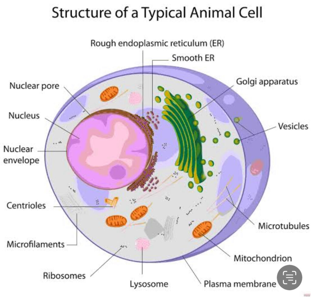شرح الوحدة الأساسية للإنسان وهي الخلية