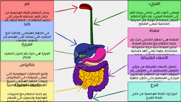 الجهاز الهضمي من الألف إلى الياء