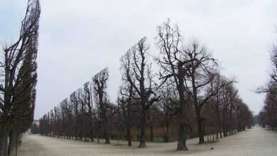 عجائب وغرائب لا تصدّق