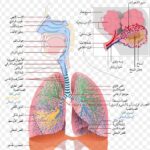 دور الجهاز التنفسي واهميته في جسم الإنسان