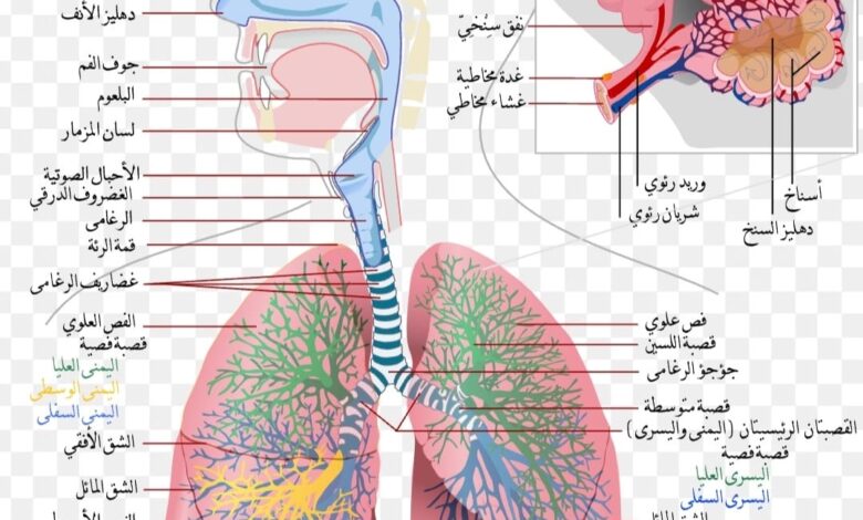 دور الجهاز التنفسي واهميته في جسم الإنسان