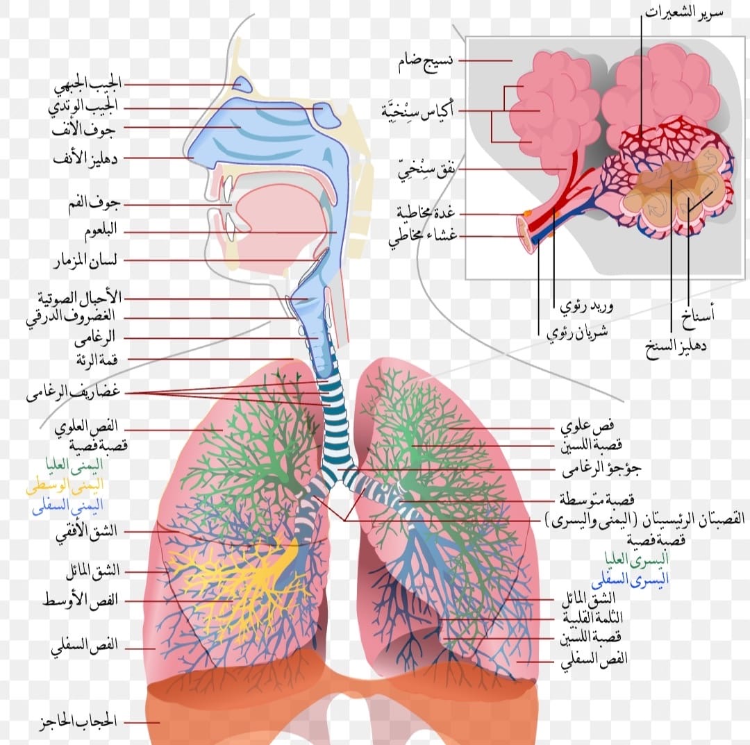 دور الجهاز التنفسي واهميته في جسم الإنسان