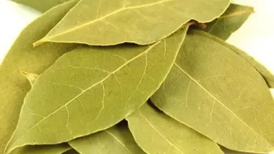 فوائد ورق الغار