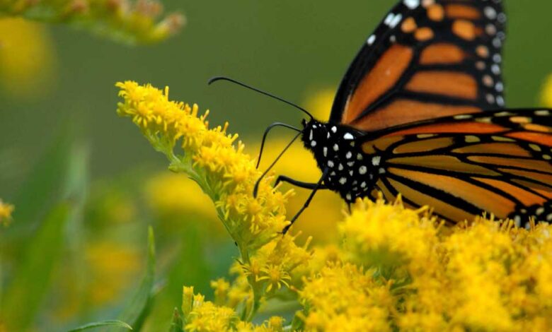 فراشات الملك: مشهد طبيعي مذهل في رحلتها الطويلة إلى المكسيك
