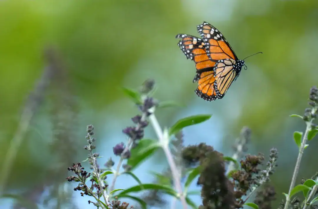 فراشات الملك