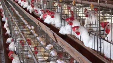 سعر الفراخ البيضاء اليوم