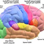 حسّن وظائف دماغك