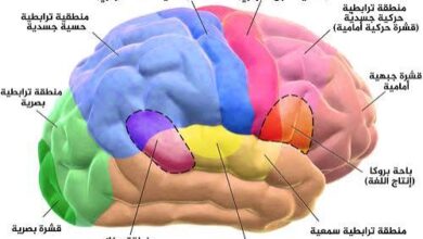 حسّن وظائف دماغك